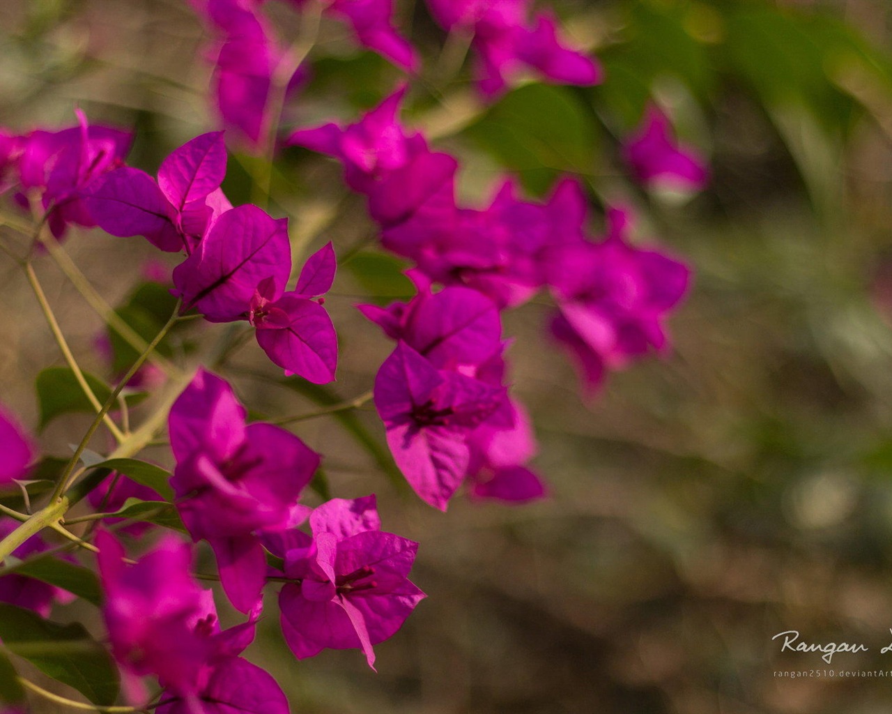 Windows 8 flores pájaros mariposa HD wallpapers #3 - 1280x1024