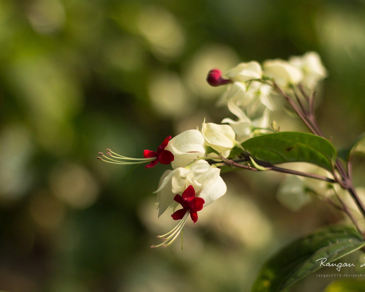 Windows 8 flowers birds butterfly HD wallpapers #9 - 1280x1024