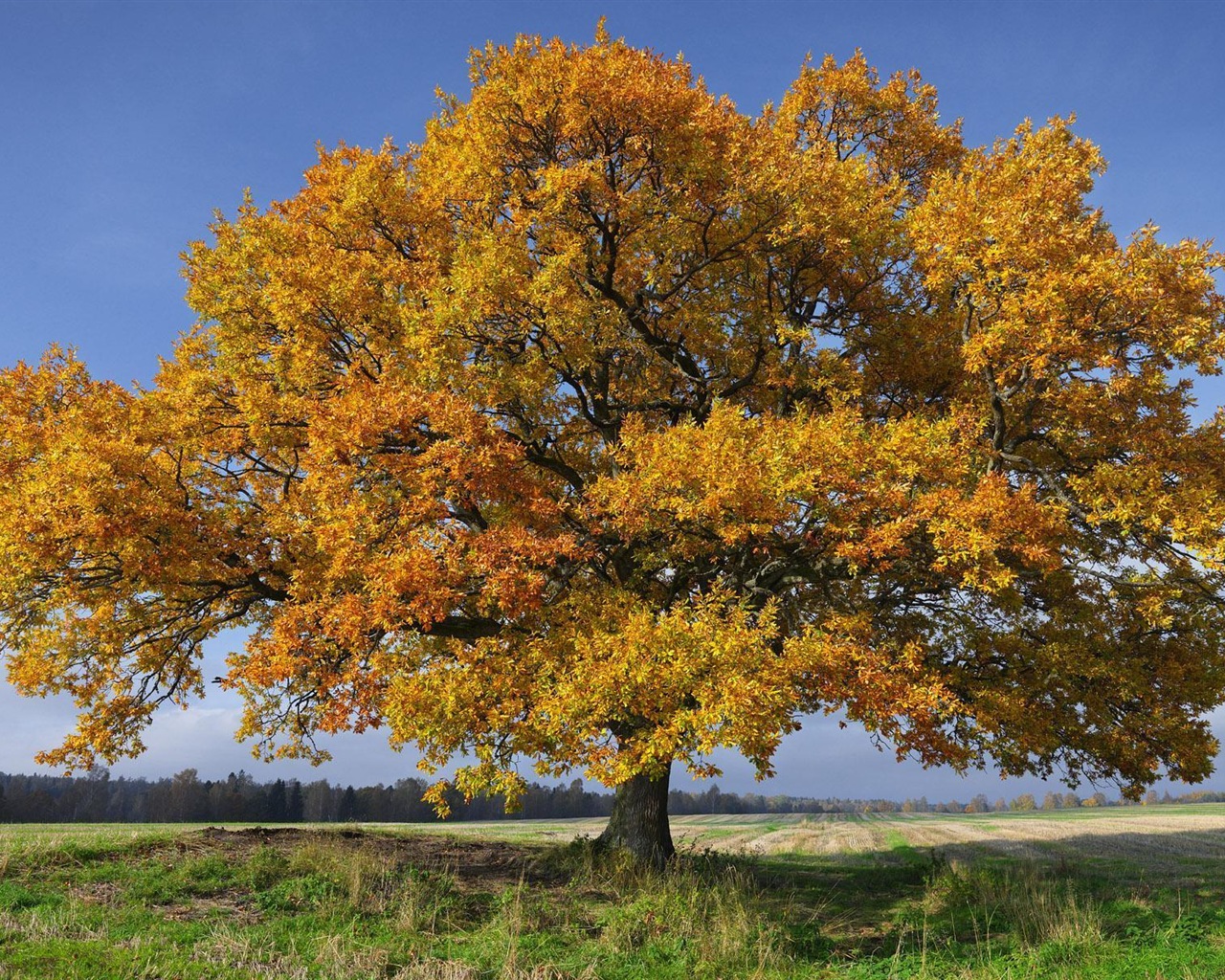 스웨덴 사계절 자연의 아름다움 HD 배경 화면 #6 - 1280x1024