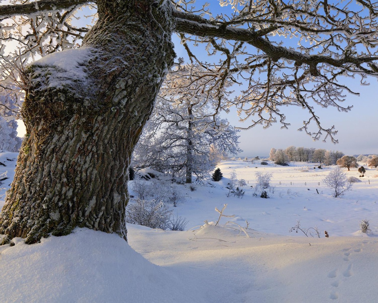 스웨덴 사계절 자연의 아름다움 HD 배경 화면 #13 - 1280x1024