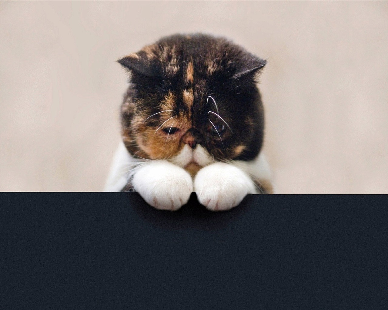 Zábavné vtipné kočka tapety #13 - 1280x1024