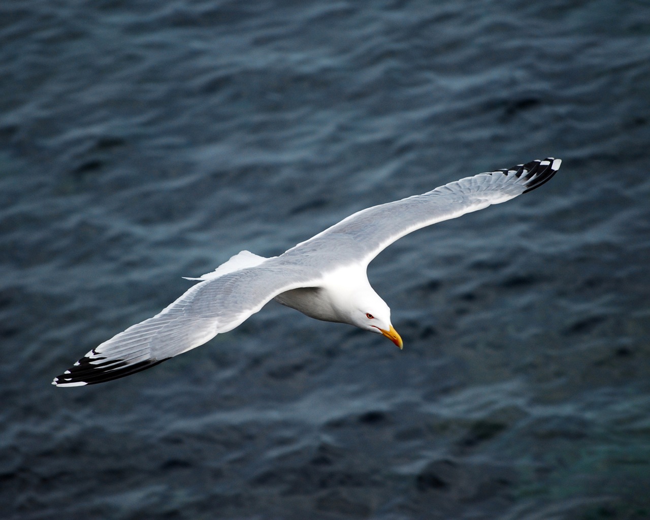 Sea bird seagull HD wallpapers #2 - 1280x1024