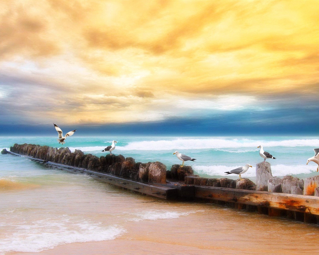 Oiseaux de mer leucophée écran HD #4 - 1280x1024