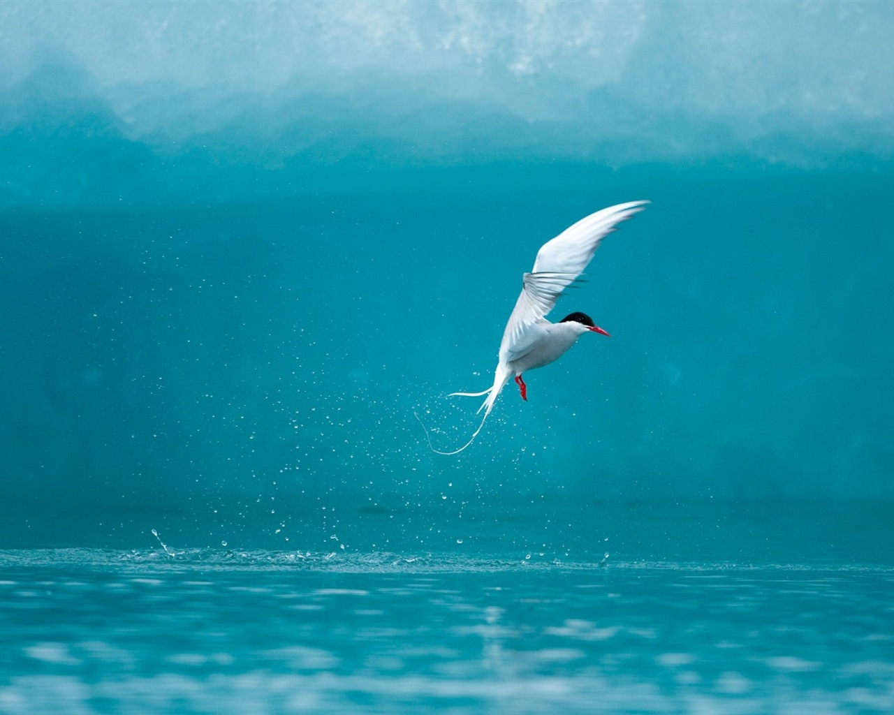 Sea bird seagull HD wallpapers #5 - 1280x1024