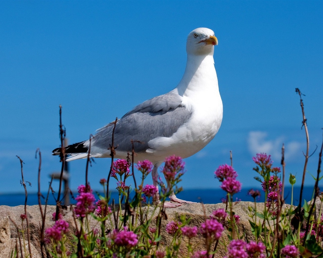 Sea bird seagull HD wallpapers #11 - 1280x1024
