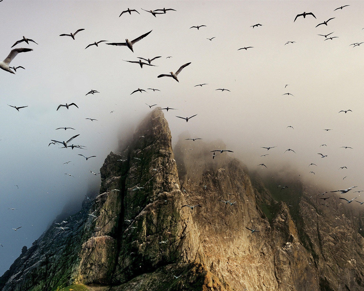 海上的鳥 海鷗高清壁紙 #12 - 1280x1024