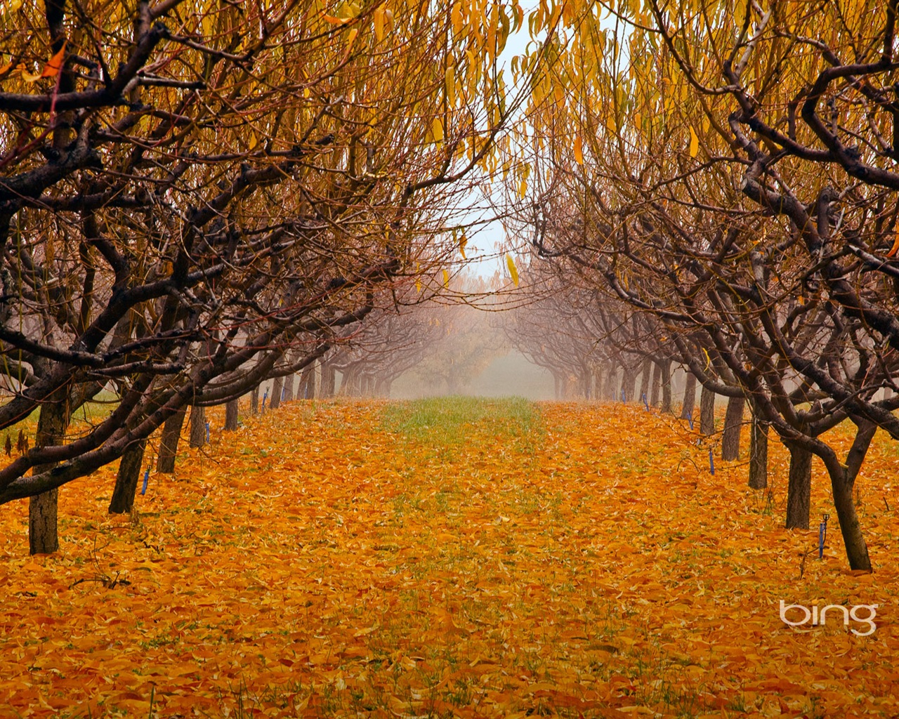 2013 Страниц Осенние пейзажи, животные, городские обои HD #28 - 1280x1024