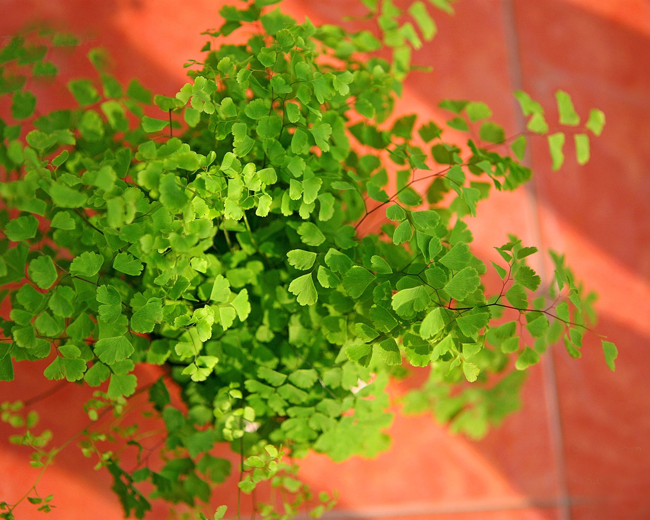 Adiantum green plants HD wallpapers #2 - 1280x1024