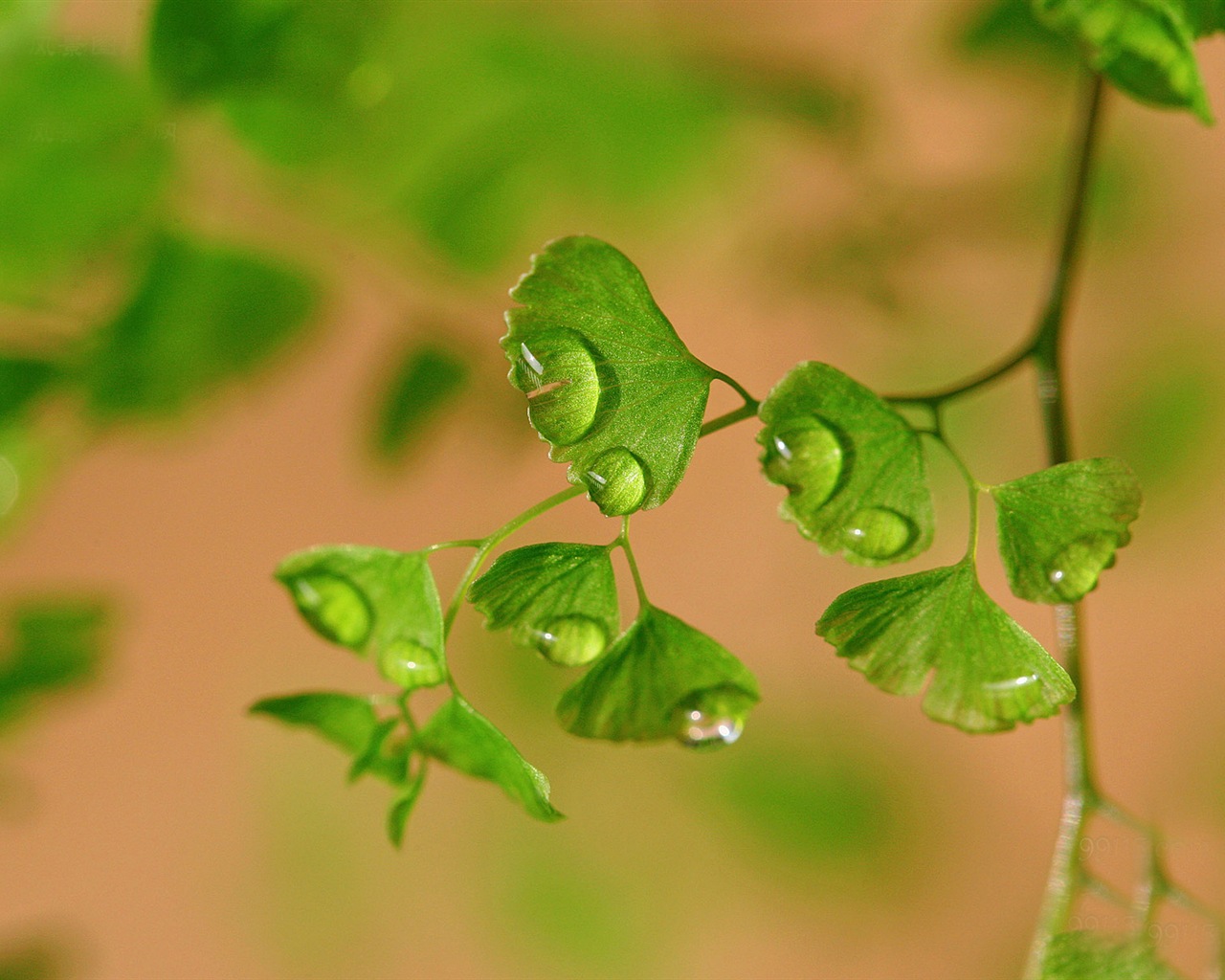 Adiantum grünen Pflanzen HD Wallpaper #15 - 1280x1024