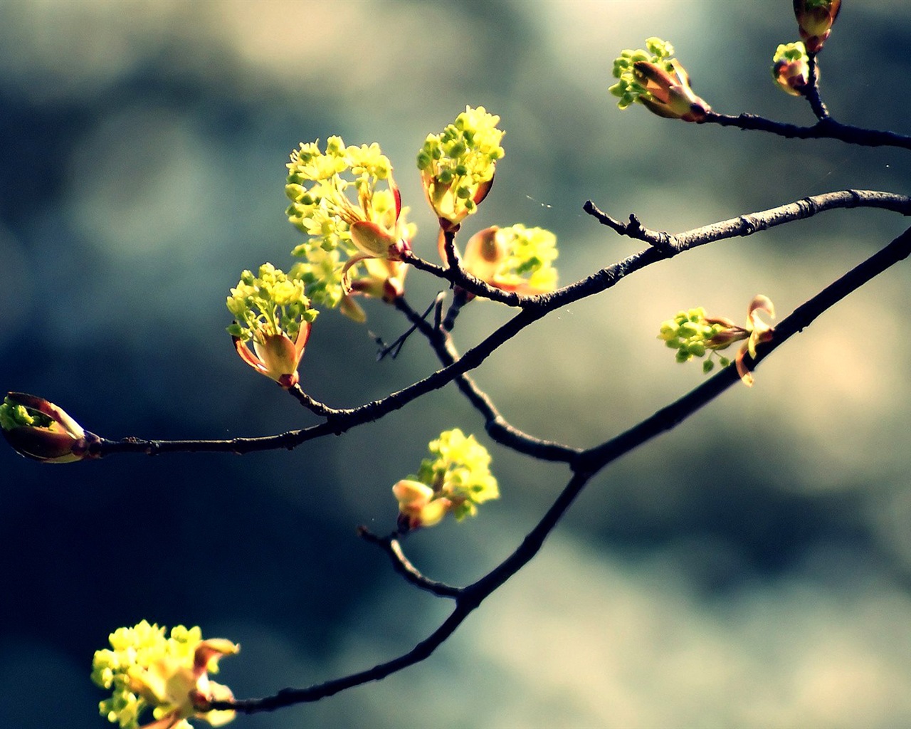 Primavera brotes en los árboles wallpapers HD #6 - 1280x1024