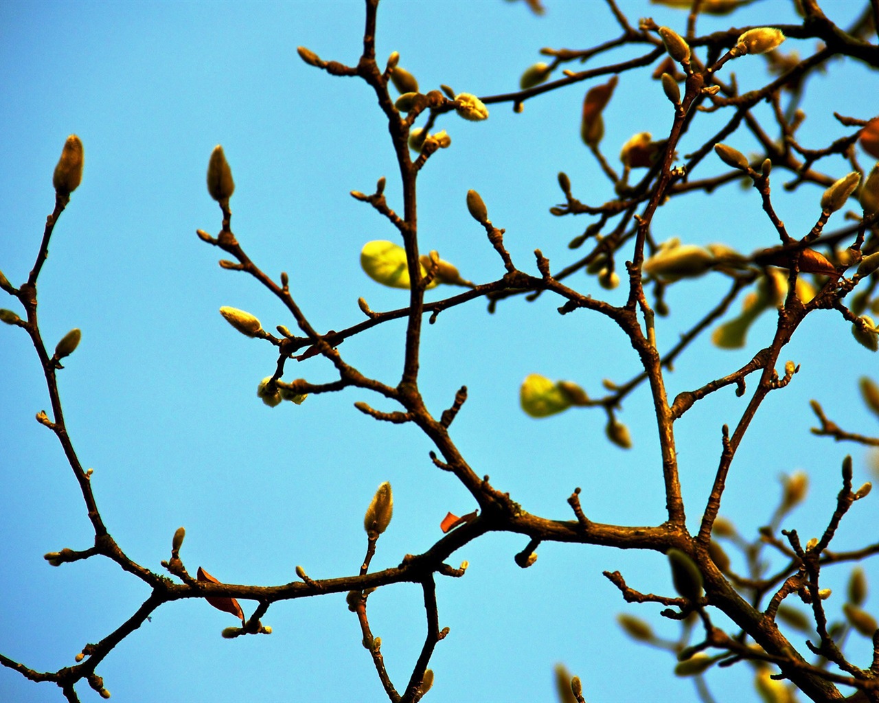 Primavera brotes en los árboles wallpapers HD #8 - 1280x1024