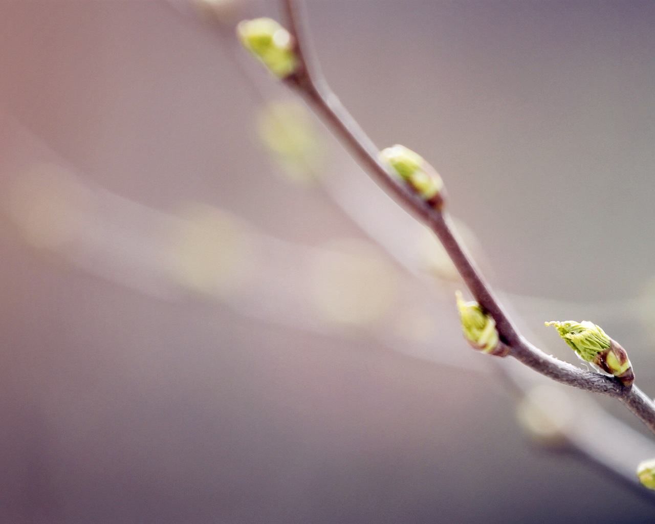 Frühjahr Knospen an den Bäumen HD Wallpaper #9 - 1280x1024