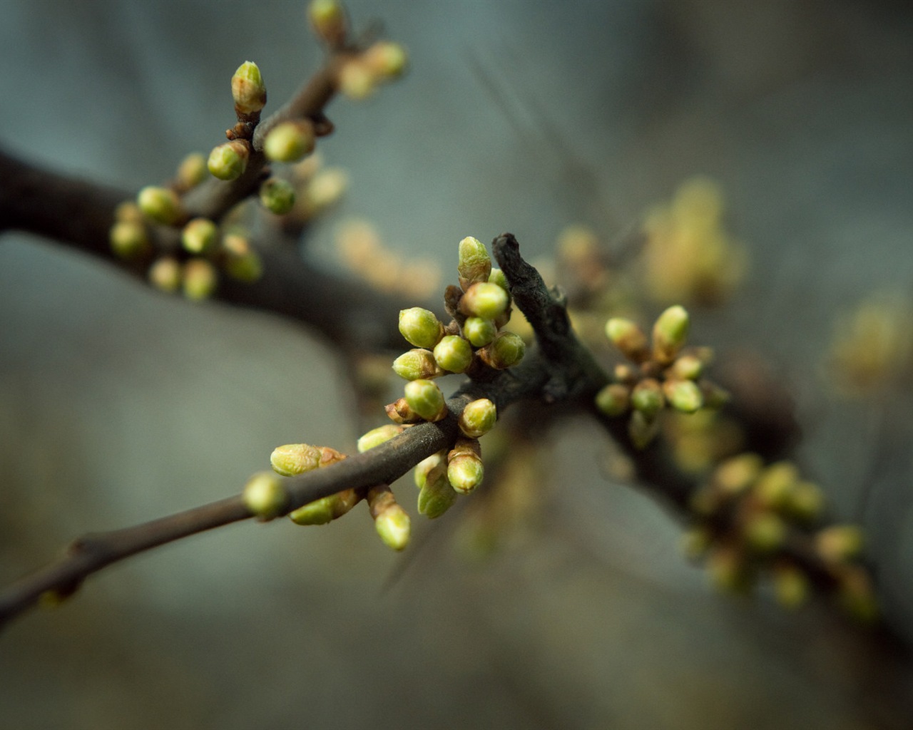 Frühjahr Knospen an den Bäumen HD Wallpaper #15 - 1280x1024