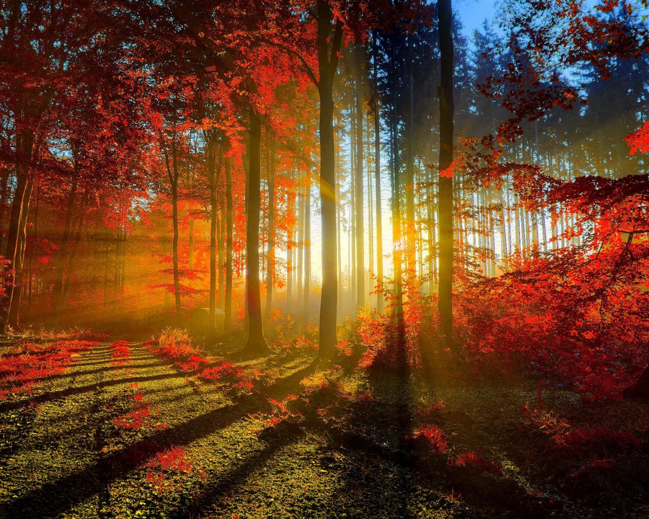 Rojo hojas de otoño bosque árboles HD wallpaper #1 - 1280x1024