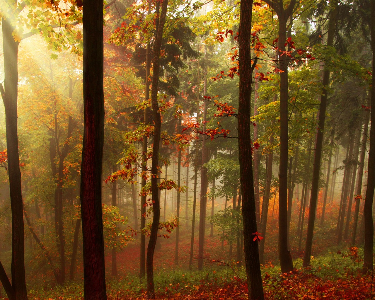 Rojo hojas de otoño bosque árboles HD wallpaper #5 - 1280x1024