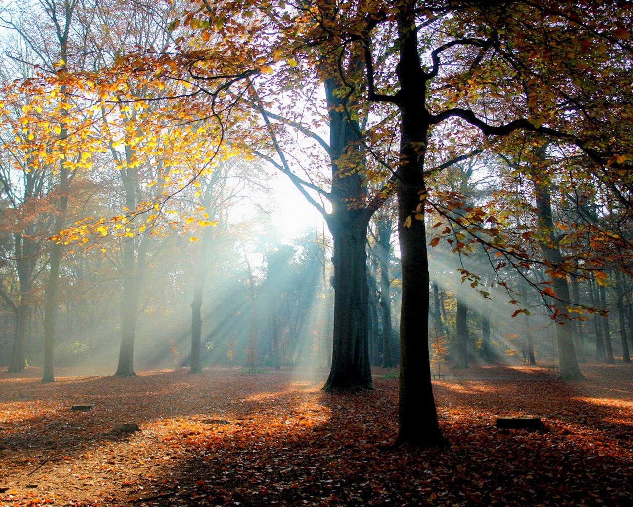 Podzimní červené listy lesních dřevin HD tapetu #6 - 1280x1024