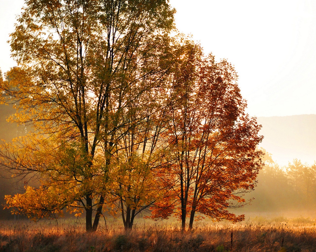 Rojo hojas de otoño bosque árboles HD wallpaper #7 - 1280x1024