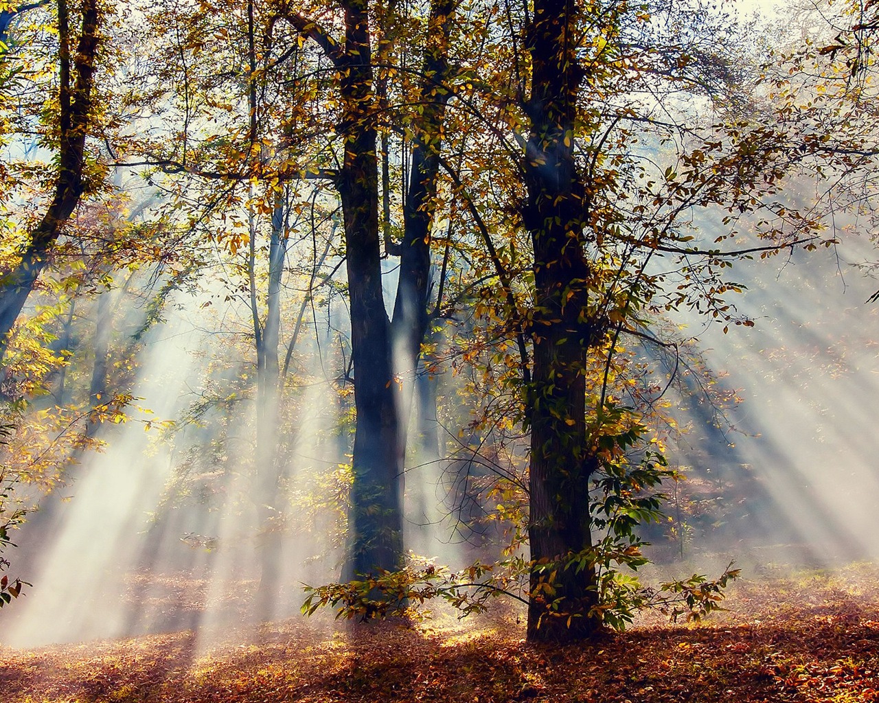 Podzimní červené listy lesních dřevin HD tapetu #9 - 1280x1024
