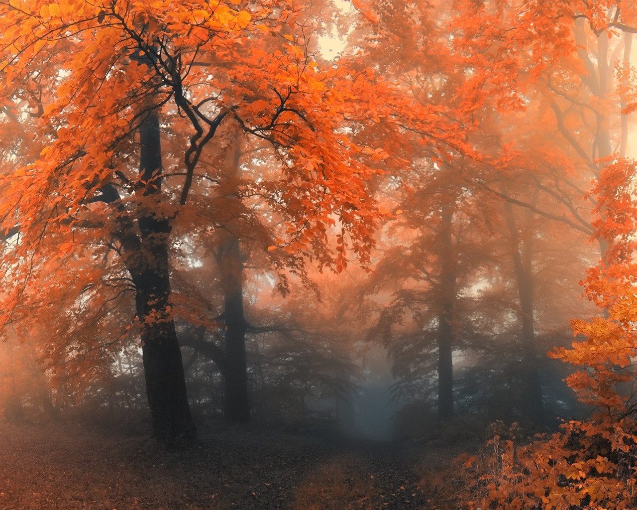 Rojo hojas de otoño bosque árboles HD wallpaper #12 - 1280x1024