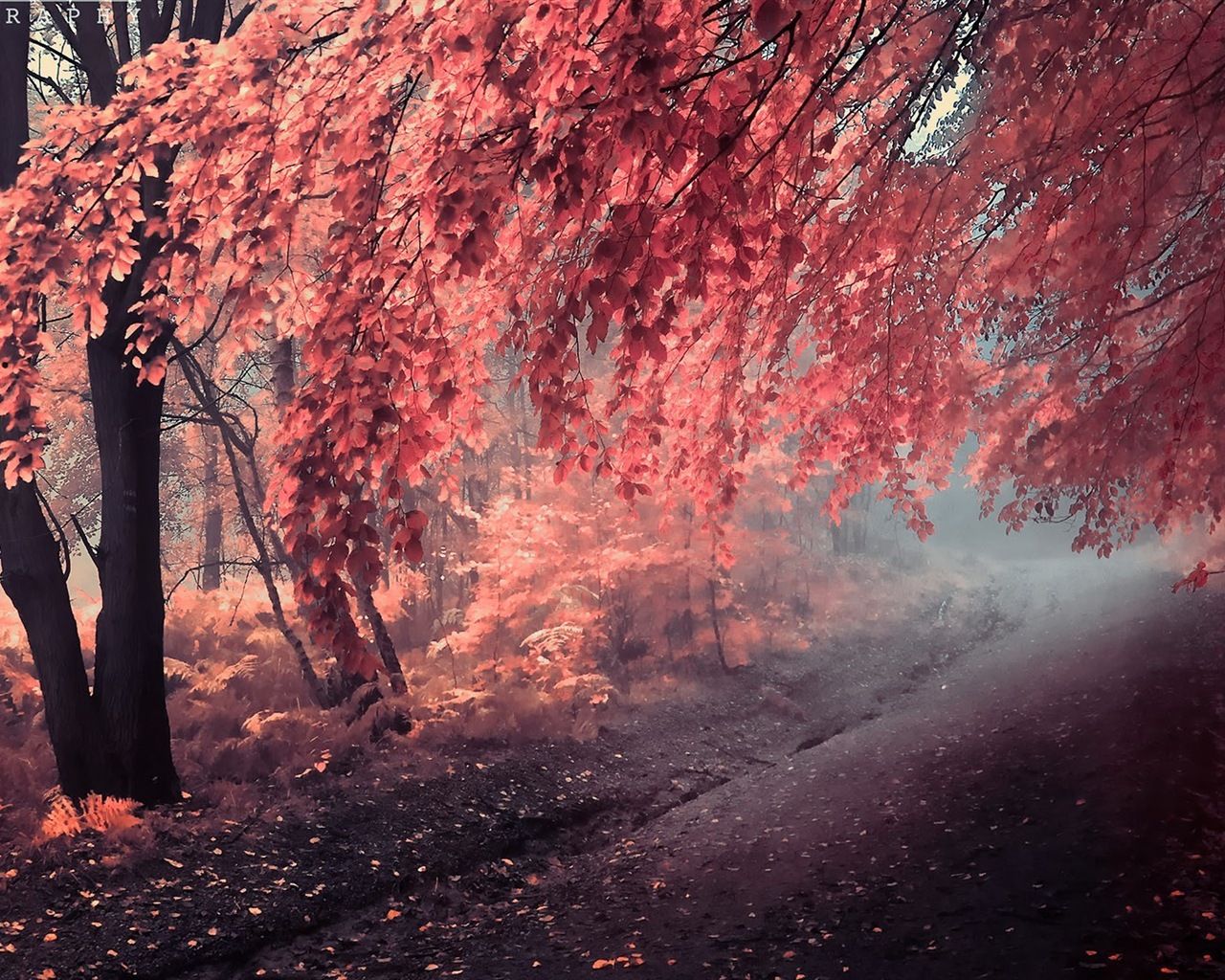 Rojo hojas de otoño bosque árboles HD wallpaper #13 - 1280x1024