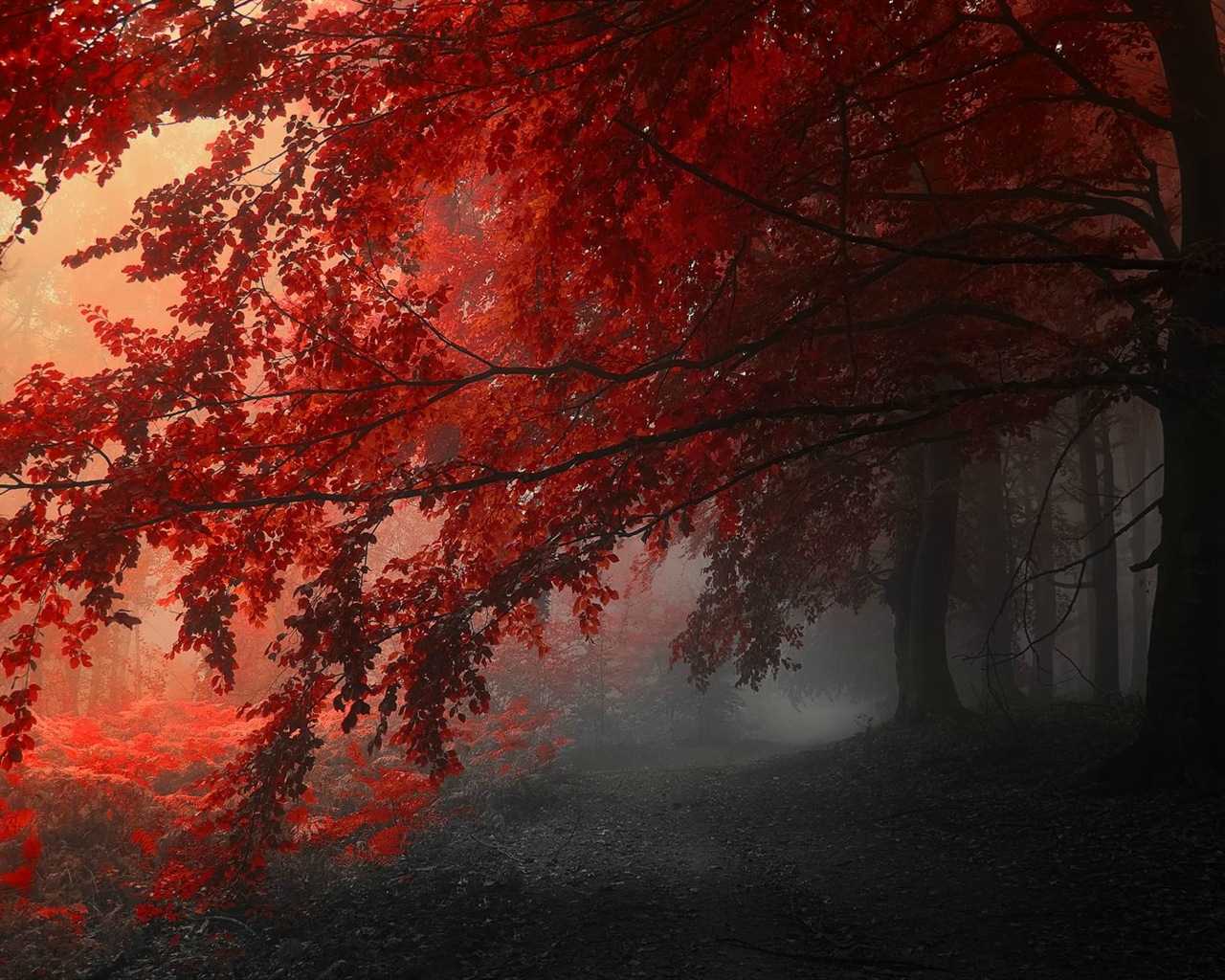秋季紅葉森林樹木 高清壁紙 #14 - 1280x1024