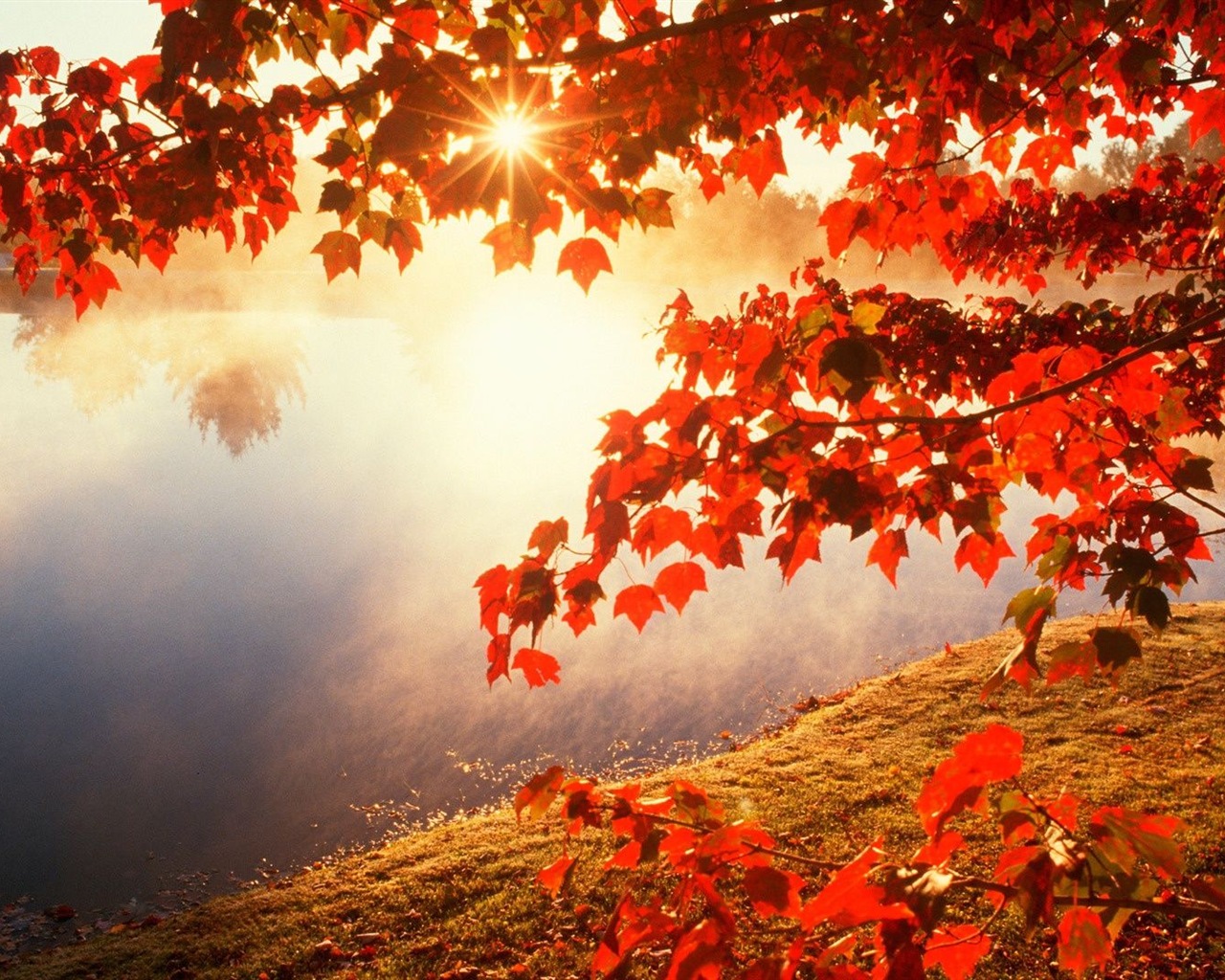 Rojo hojas de otoño bosque árboles HD wallpaper #20 - 1280x1024