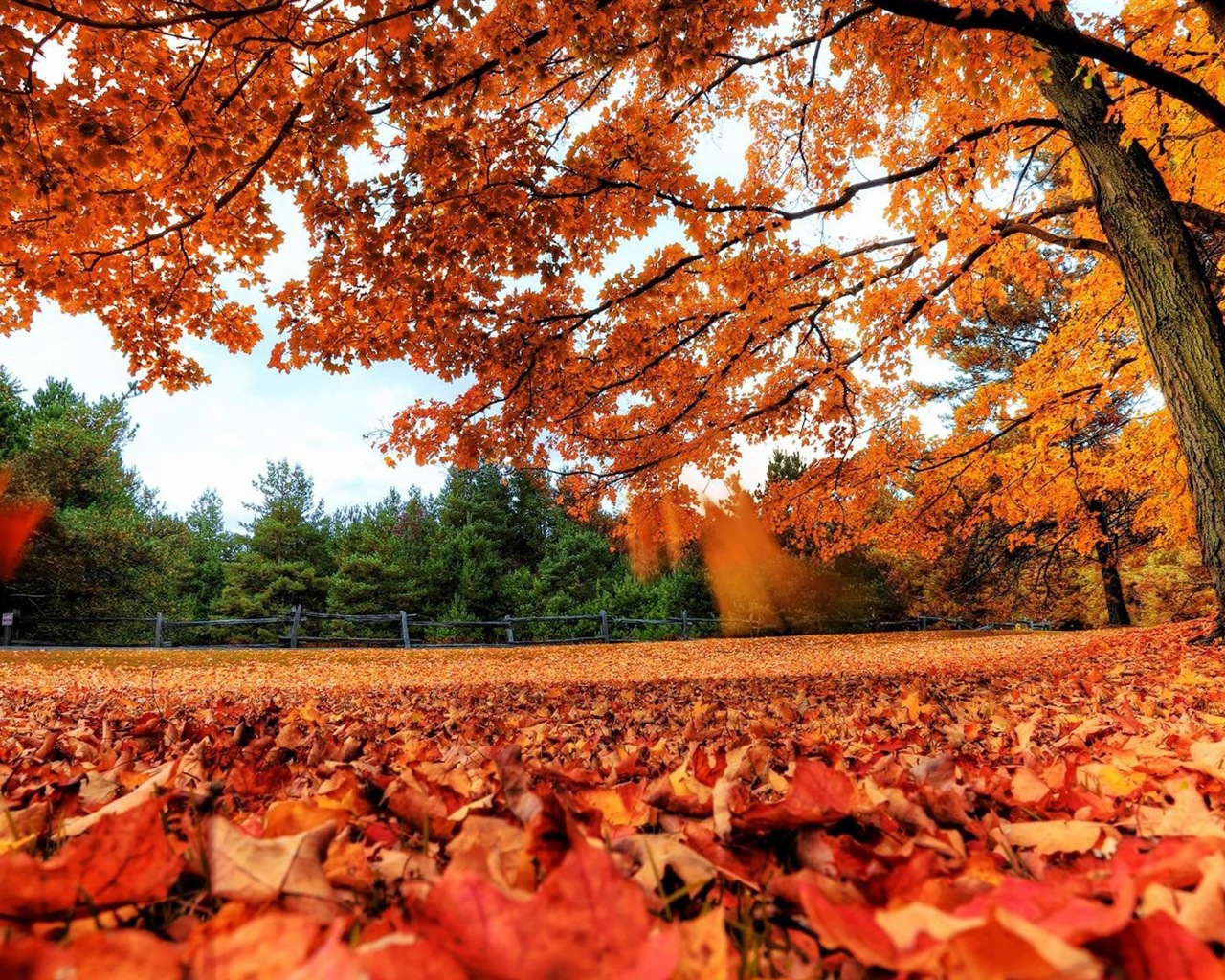 ОС Windows 8.1 HD обои темы: красивые осенние листья #1 - 1280x1024