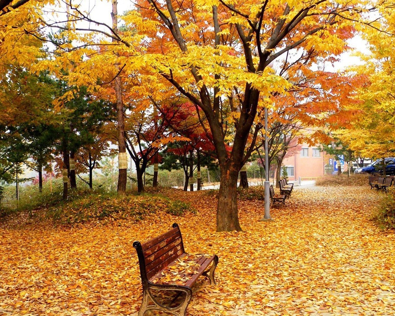 Windows 8.1 Theme HD tapety na plochu: krásné podzimní listí #3 - 1280x1024