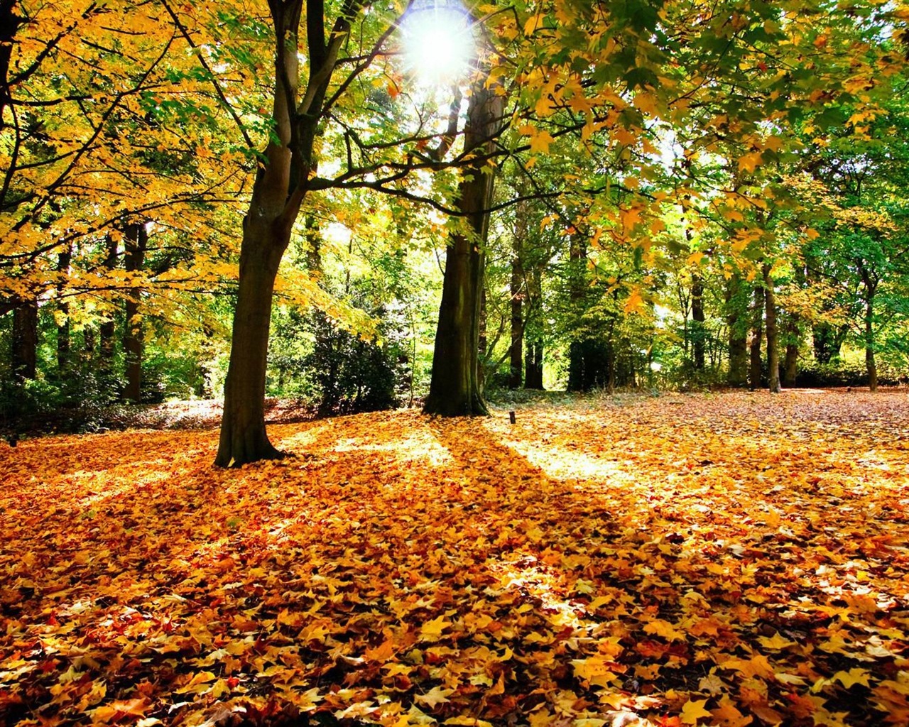 Windows 8.1 Theme HD tapety na plochu: krásné podzimní listí #5 - 1280x1024