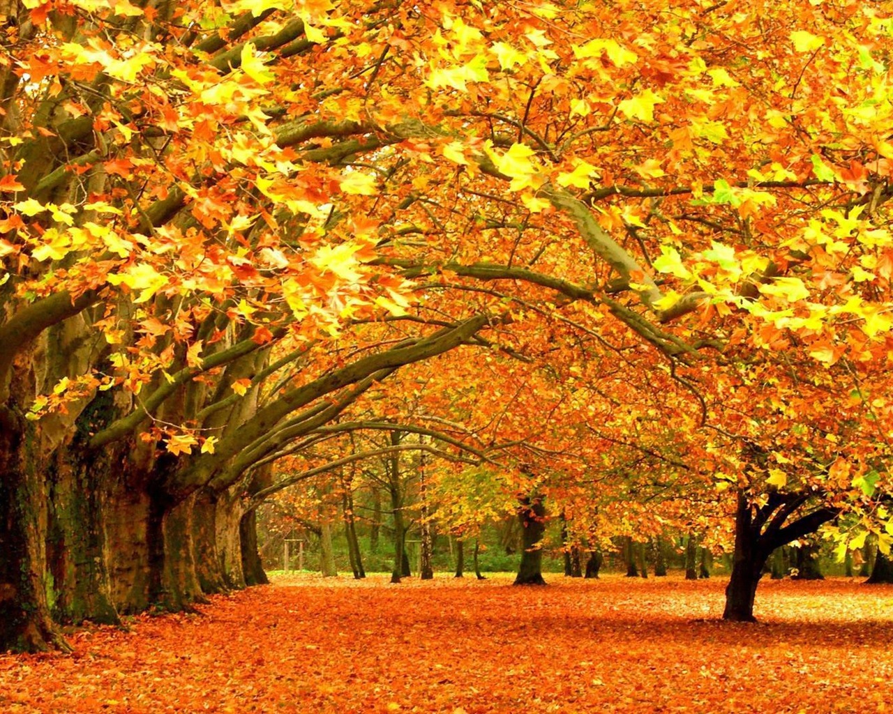Windows 8.1 Theme HD tapety na plochu: krásné podzimní listí #6 - 1280x1024
