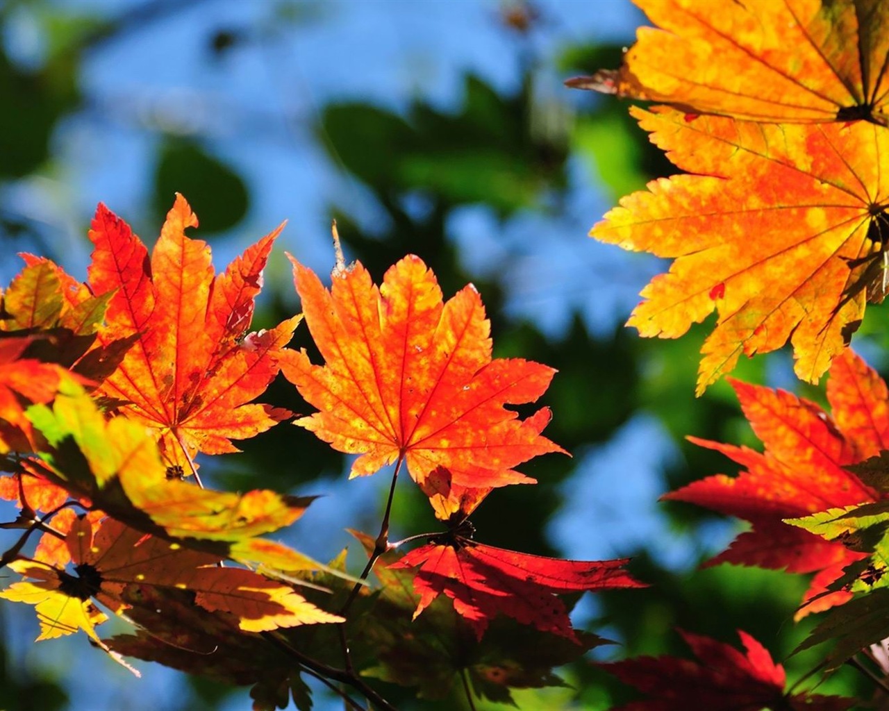 ОС Windows 8.1 HD обои темы: красивые осенние листья #8 - 1280x1024