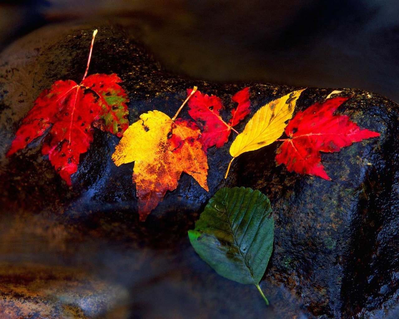 Windows 8.1 Theme HD tapety na plochu: krásné podzimní listí #11 - 1280x1024