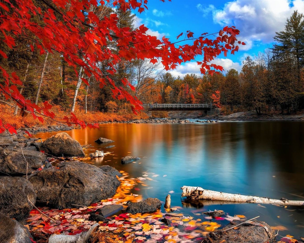 8.1 de Windows Theme HD wallpapers: hermosas hojas de otoño #13 - 1280x1024