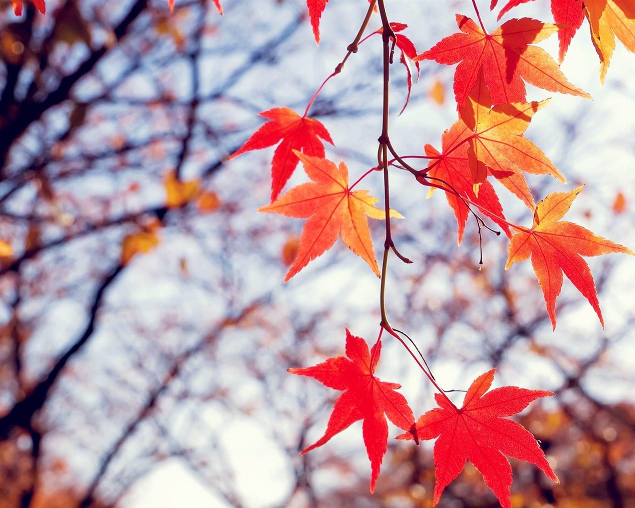 Windows 8.1 Theme HD tapety na plochu: krásné podzimní listí #18 - 1280x1024