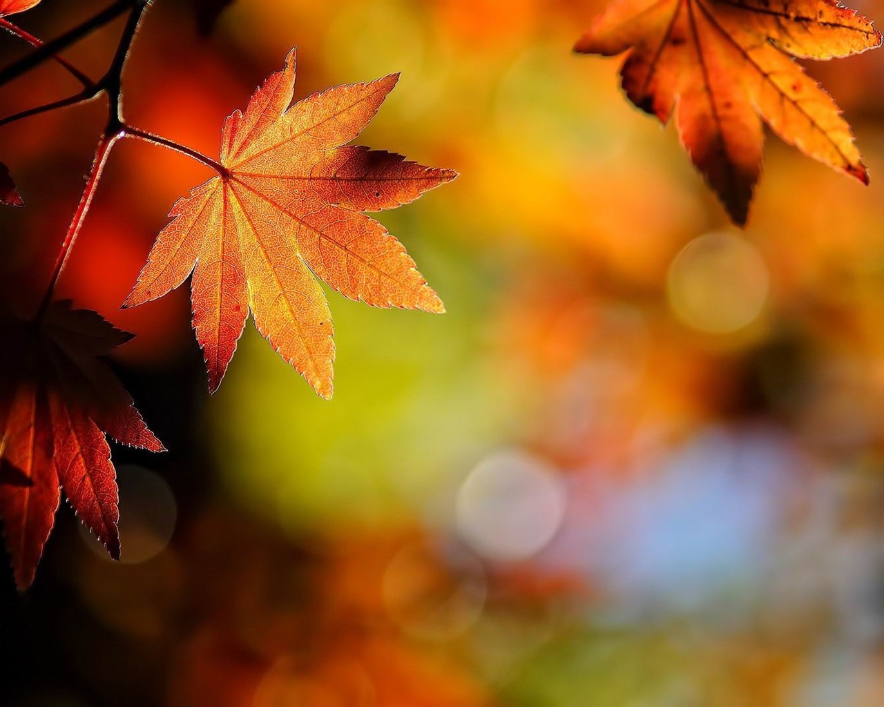 ОС Windows 8.1 HD обои темы: красивые осенние листья #19 - 1280x1024