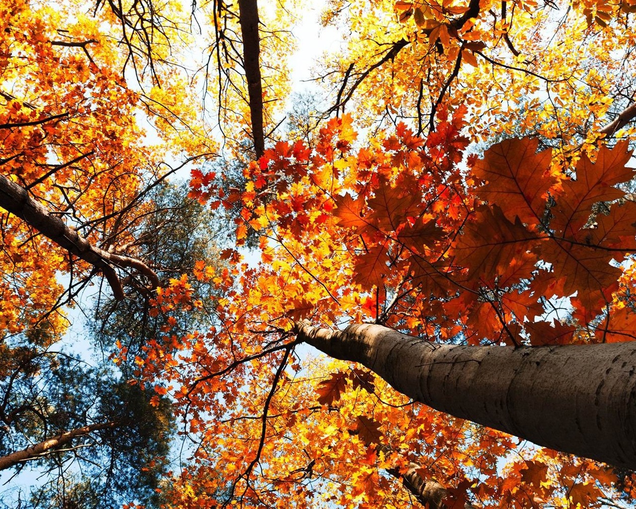 ОС Windows 8.1 HD обои темы: красивые осенние листья #20 - 1280x1024