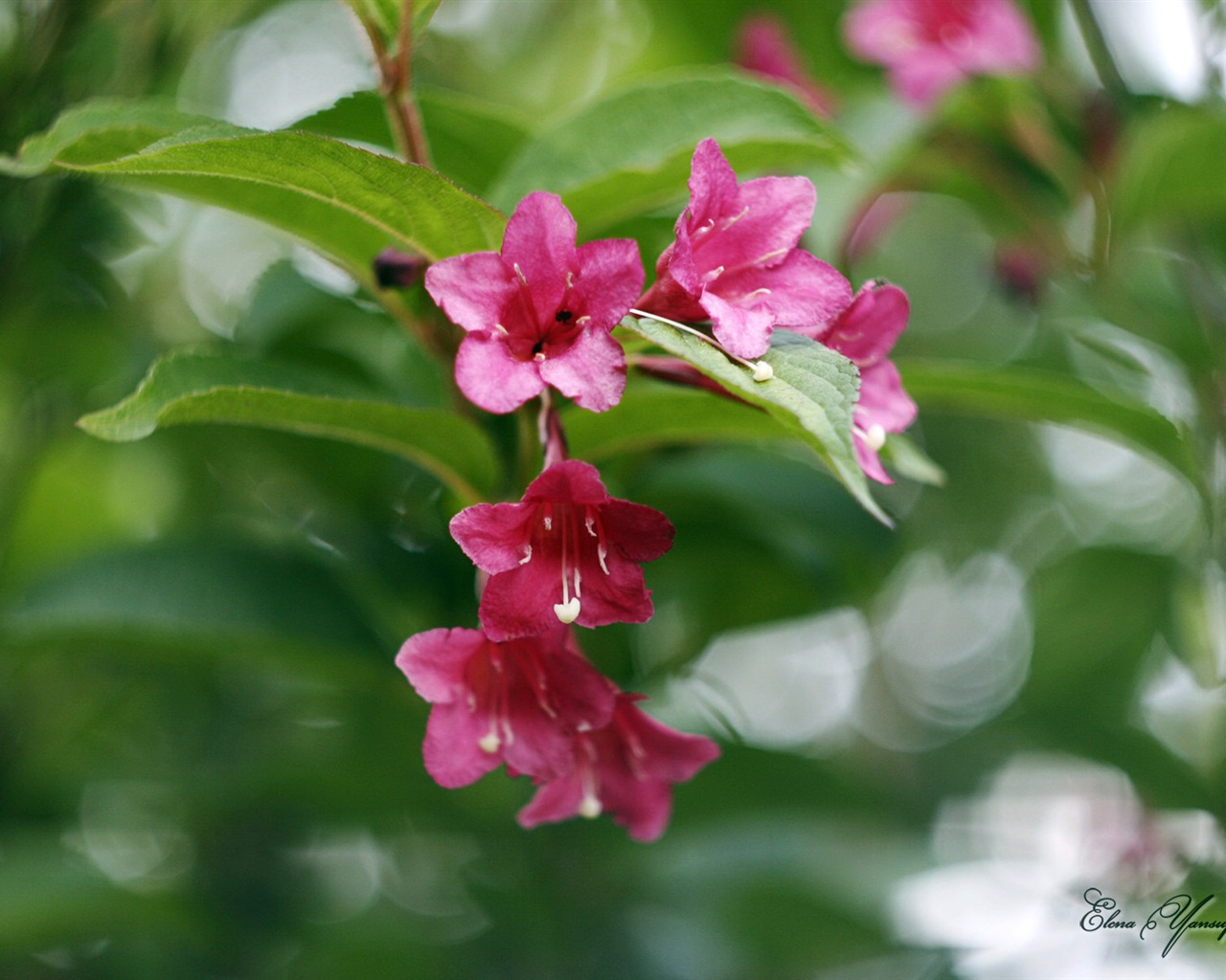 윈도우 8 테마 배경 화면의 HD : 아름다운 꽃 #7 - 1280x1024