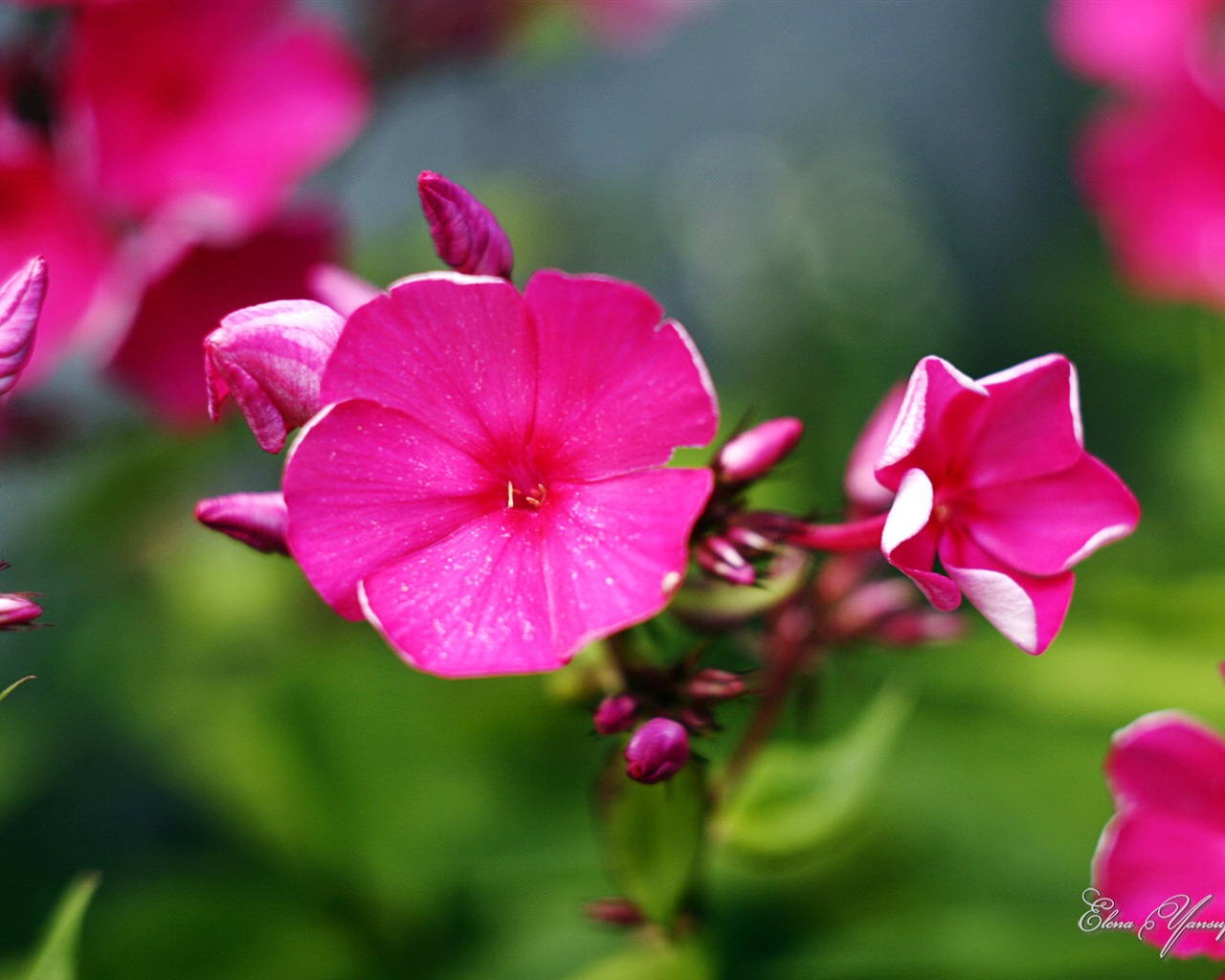 윈도우 8 테마 배경 화면의 HD : 아름다운 꽃 #1 - 1280x1024