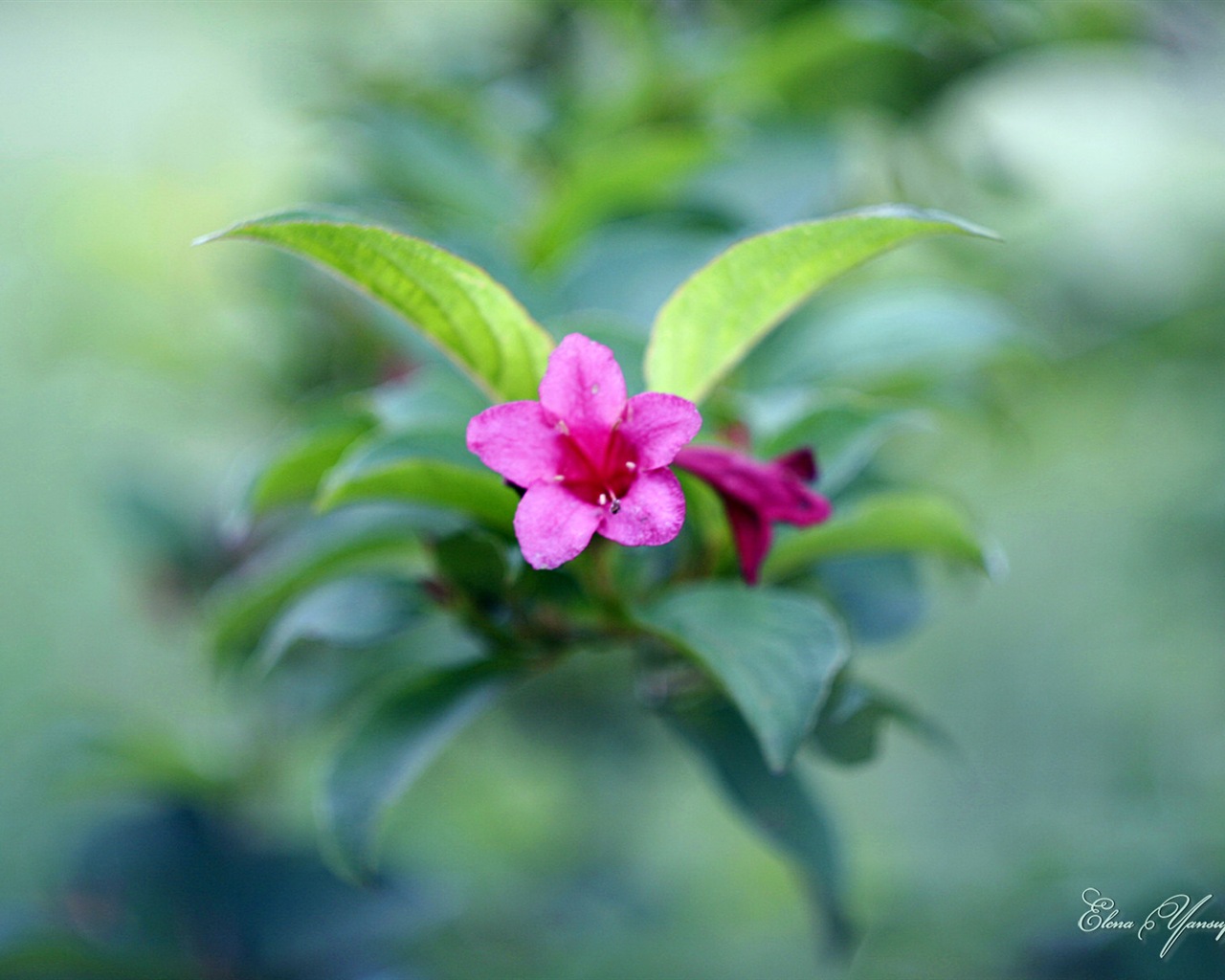윈도우 8 테마 배경 화면의 HD : 아름다운 꽃 #12 - 1280x1024