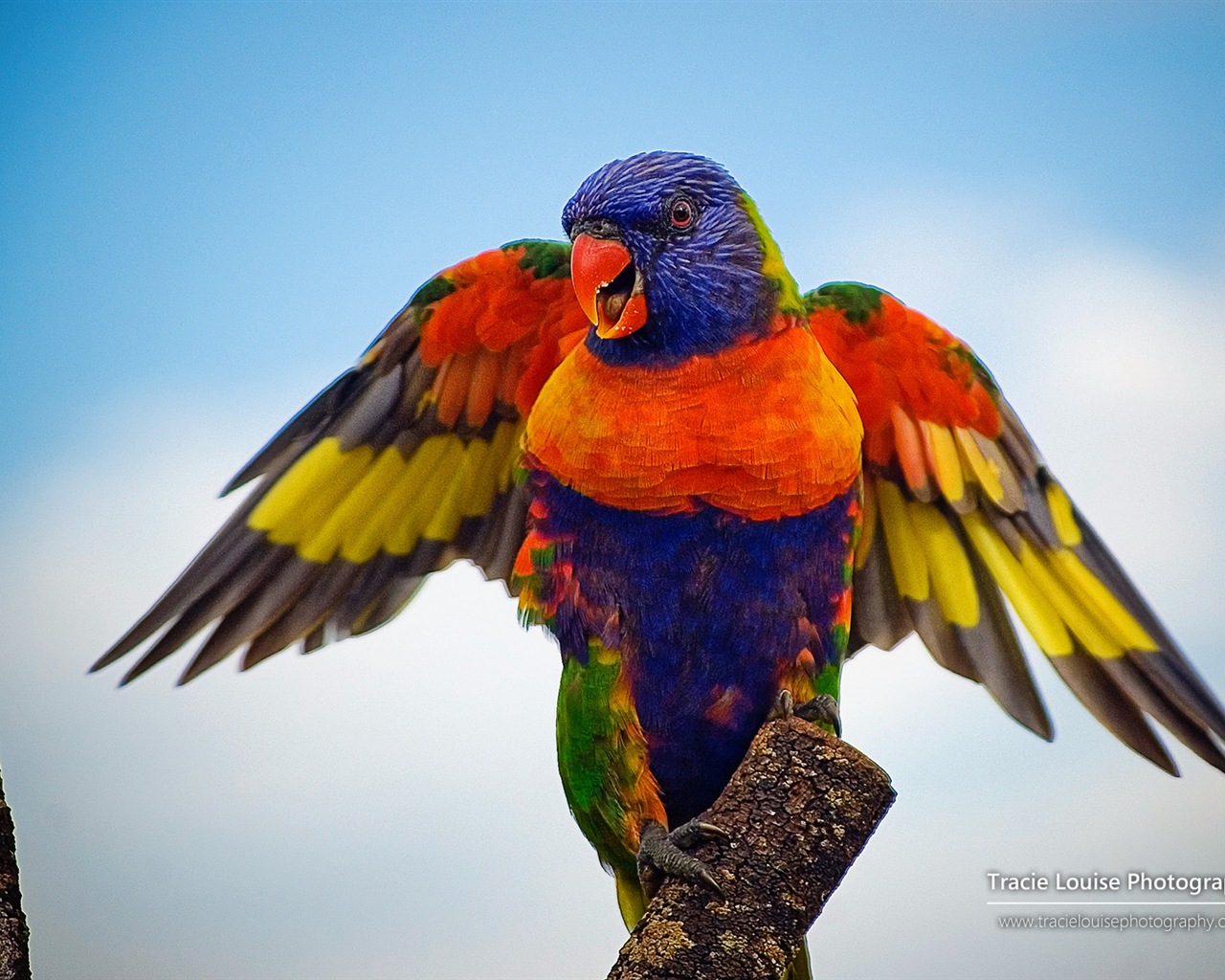 カラフルな鳥、Windowsの8テーマの壁紙 #1 - 1280x1024