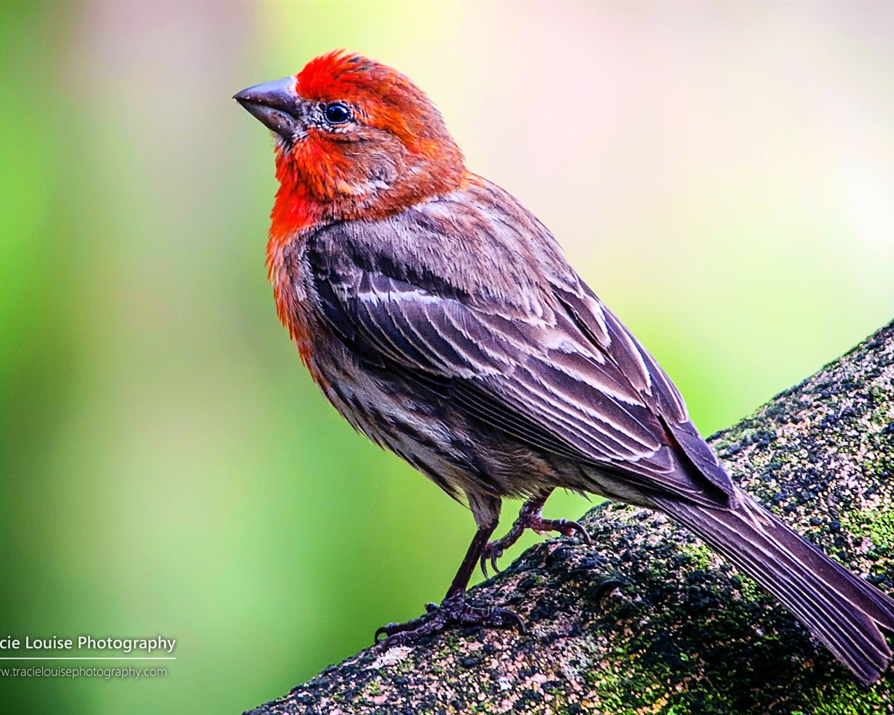 Colorful birds, Windows 8 theme wallpaper #11 - 1280x1024