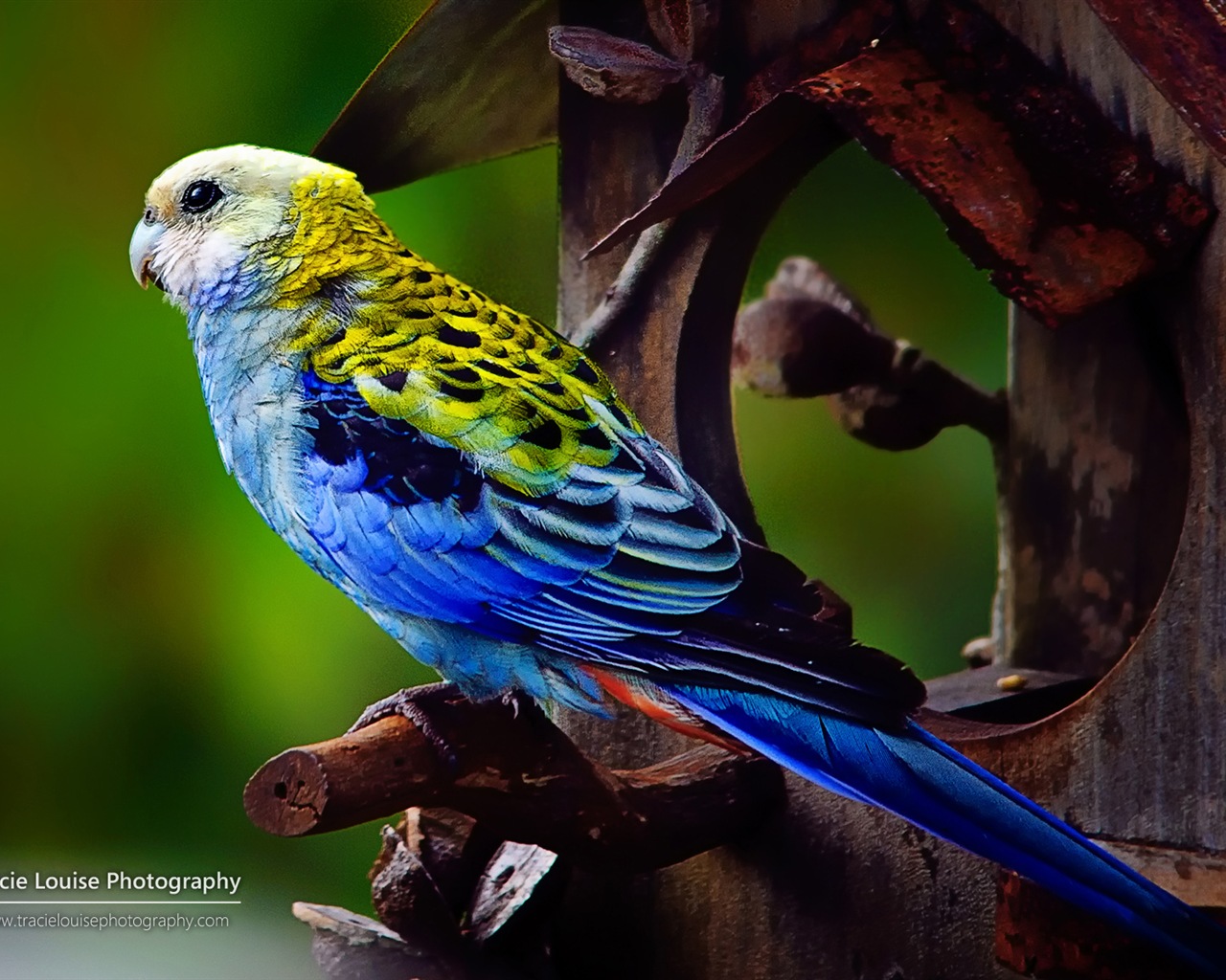 Oiseaux colorés, Windows 8 écran thème #12 - 1280x1024