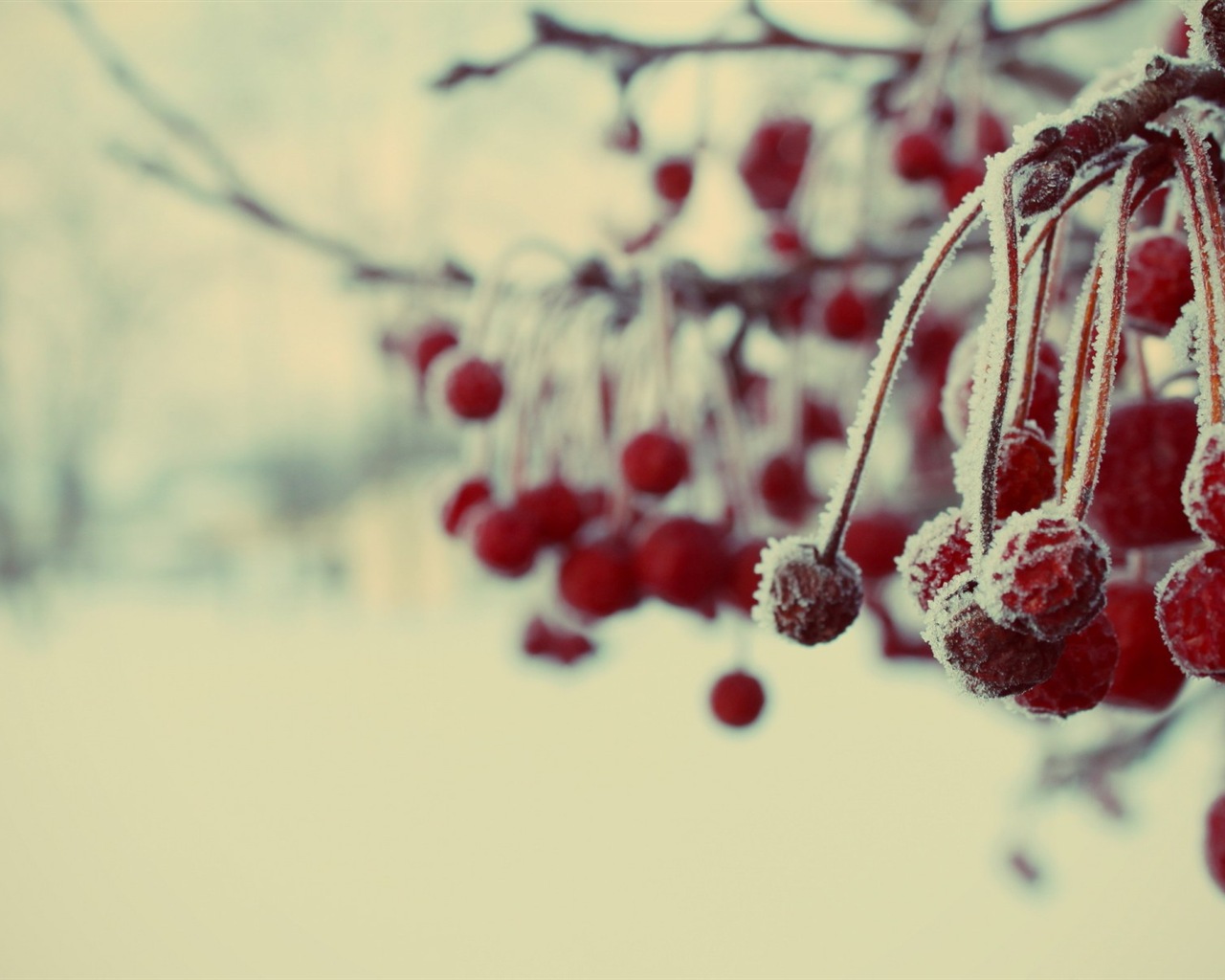 겨울 딸기, 서리 눈의 HD 배경 화면 #3 - 1280x1024