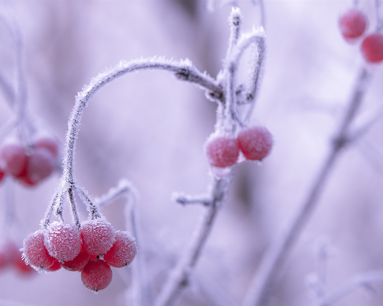 冬天的漿果 霜凍冰雪壁紙 #4 - 1280x1024