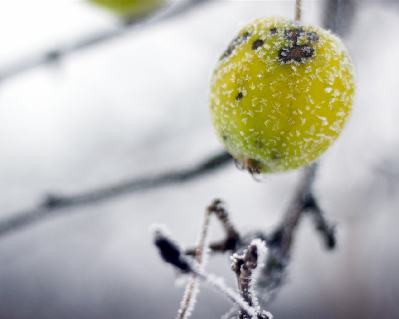 겨울 딸기, 서리 눈의 HD 배경 화면 #6 - 1280x1024