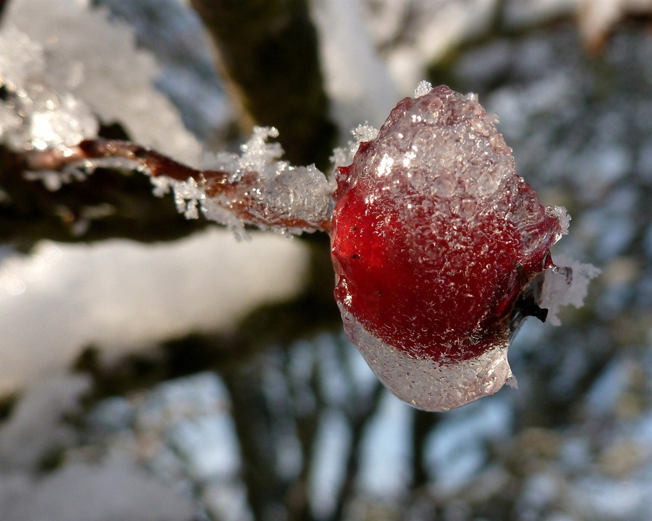 冬天的漿果 霜凍冰雪壁紙 #8 - 1280x1024
