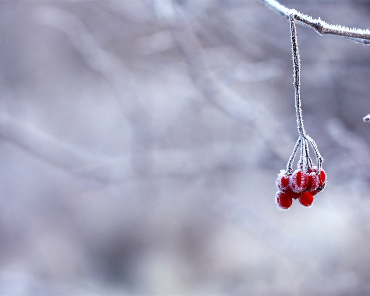 겨울 딸기, 서리 눈의 HD 배경 화면 #10 - 1280x1024