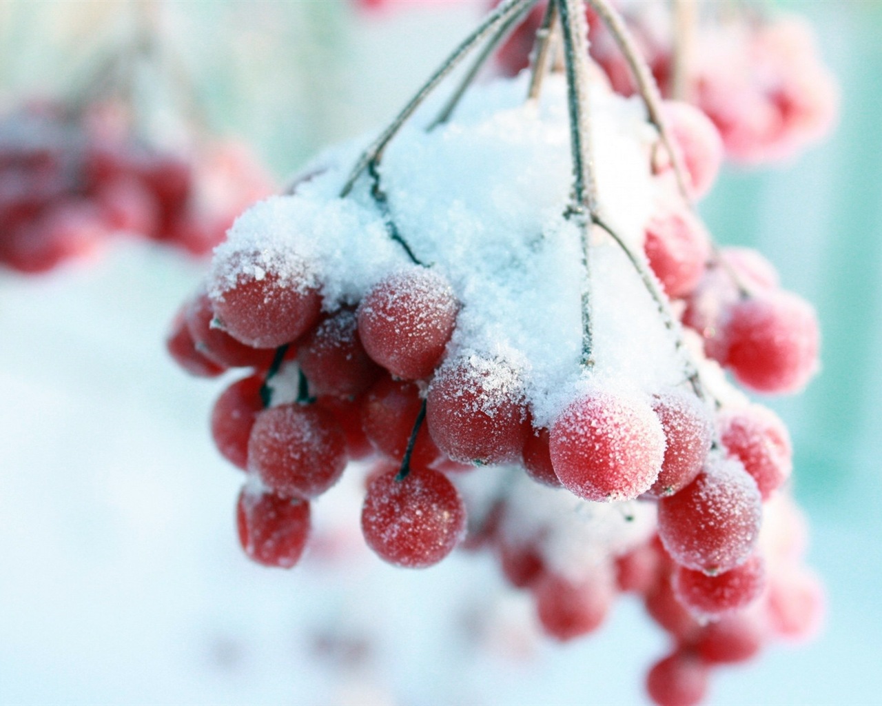 冬のベリー、霜、雪HDの壁紙 #13 - 1280x1024
