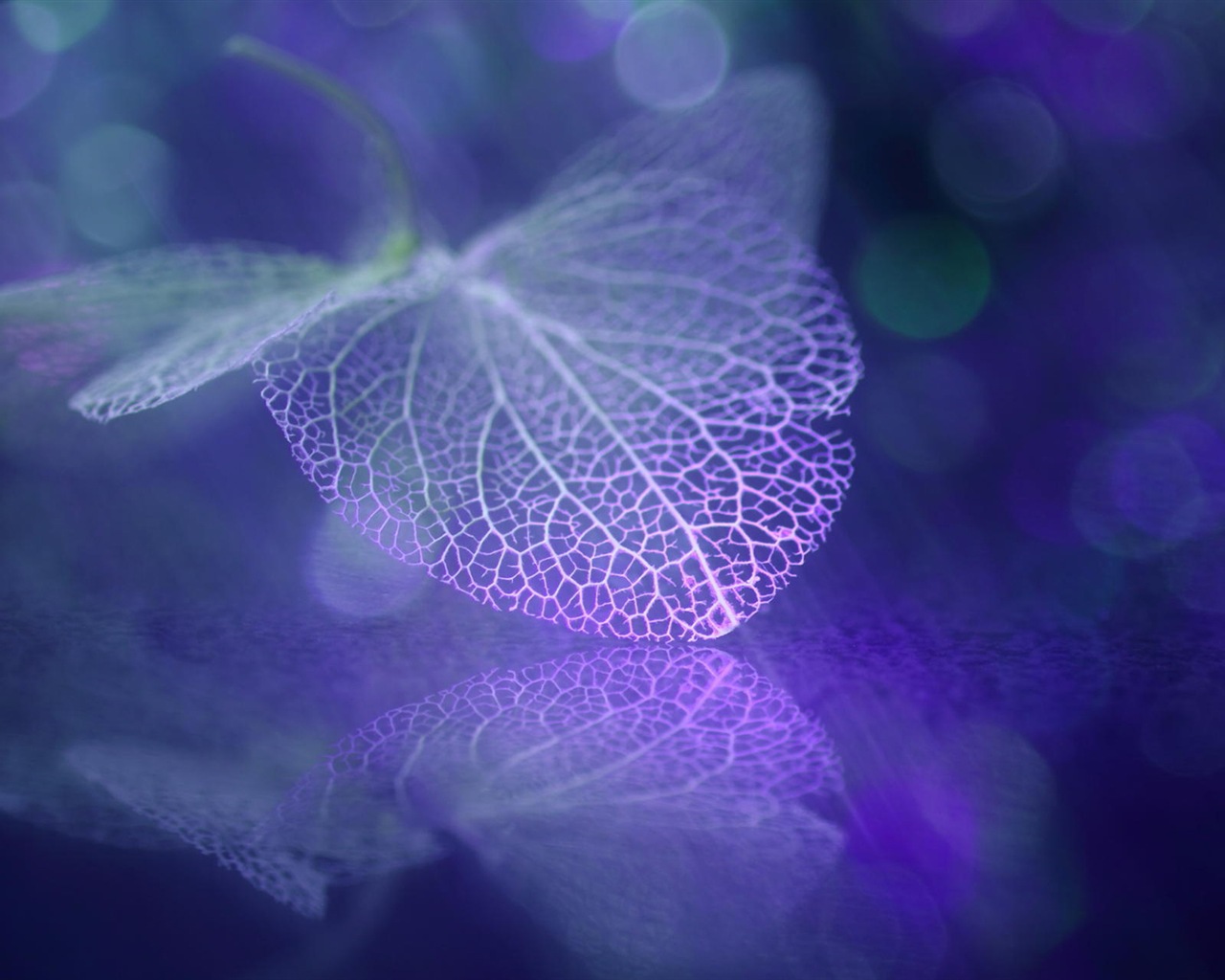 Leaf vein HD photography wallpaper #4 - 1280x1024