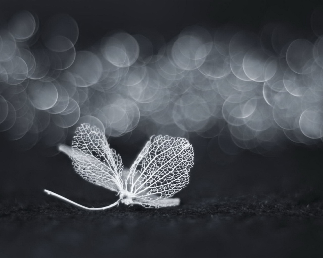 Leaf vein HD photography wallpaper #7 - 1280x1024